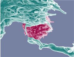 dendritische cellen beeld(2)